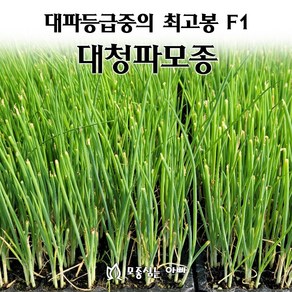 [모종심는아빠] 대파모종 대파중의 최고봉 F1 대청파