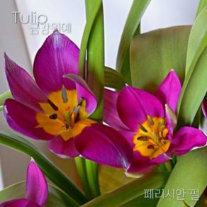 미니 튤립(Mini Tulip-원종) 추식 구근 페르시안펄(1set-5구) 금강원예, 1세트