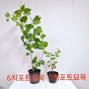 토종산머루 야생산머루 머루나무묘목 5치포트묘목, 머루나무묘목 5치포트, 1개