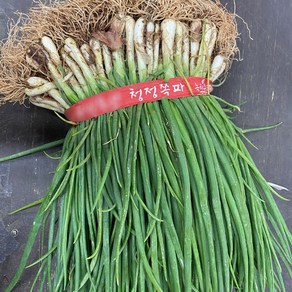 싱싱한 남도 흙쪽파 쪽파 1단 (약 1.5kg), 1kg, 1개