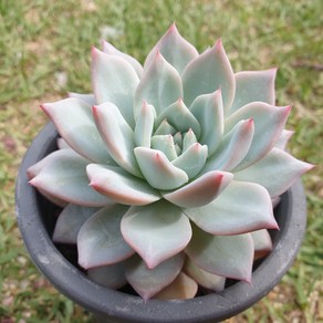 [수암다육] 파랑새 랜덤발송 Echeveria 'Blue Bird' 랜덤발송 다육 다육이 다육식물 387