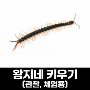 붉은머리왕지네 키우기 / 관찰 체험용 왕지네 / 왕지네키우기 / 토종 왕지네