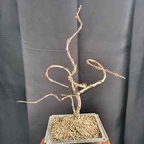 오데마리 설구화 철사 수형 대수국 수구화 나무 목 수국 묘목 분재 화분, 1개