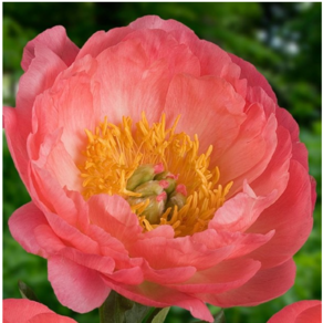 겹꽃작약( 코랄센셋 ) [ 사각포트 ], 1개, 겹꽃작약