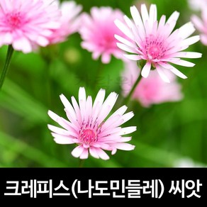 크레피스 씨앗 나도 민들레 종자 꽃씨 꽃씨앗 100알