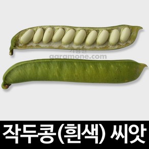 흰색 작두콩 씨앗 콩 씨앗 콩씨 채소 야채 종자 10알, 10개