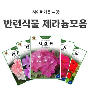 반려식물 제라늄모음 다년생 음지식물 초보자용 베란다 거실 방충식물, 4. 제라늄 핀토 바이올렛 5립, 1개