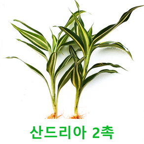 산드리아 (2촉) 초보자수초 자연수초