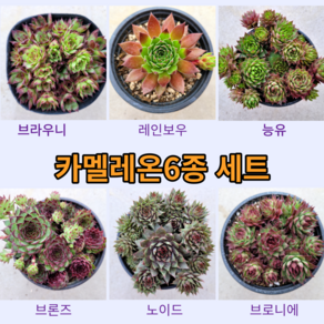 카멜레온 바위솔6종 세트 / 이름표 첨부 / 분채배송 / 선별발송 월동다육 꽃과정원이야기 정원 전면 인테리어