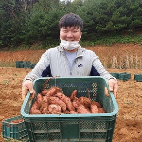 [24년 호박고구마 직거래] 당진 햇 꿀고구마 3kg 5kg 10kg 아침식사대용 다이어트 못난이 한입