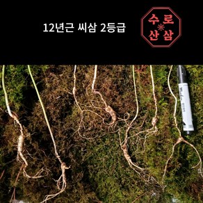 [수로] 산삼 12년 2등급 씨삼, 15뿌리, 1개