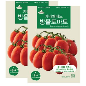 세인화분 캬라멜레드 방울토마토 10립 방울토마토 키우기 방울 토마토 씨앗, 2개