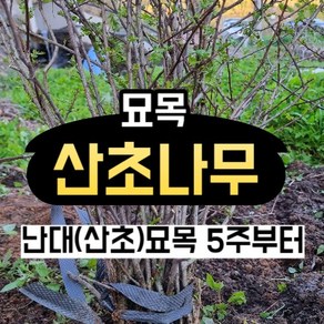 산초나무 난대 산초 묘목 2-5년산 3주, 산초나무 5주 이상부터 구매가능, 1개