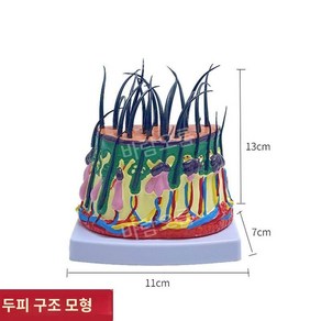 모낭 모형 두피 모형도 병원 피부구조 단면 입체 확대 4D 실습용, 두피확대모델