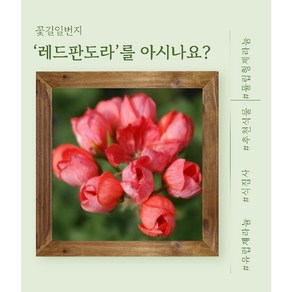 제라늄농장 (12호) 레드판도라 튤립형유럽제라늄 / 농장직영 당일선별발송 붉은제라늄 추천, 1개