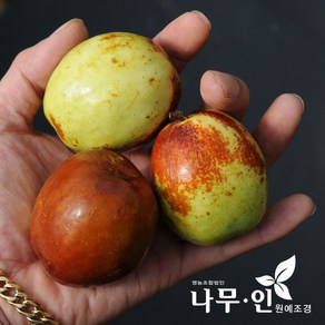 [나무인] 왕대추 사과대추묘목, 사과대추