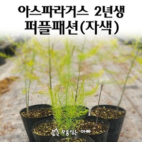 [모종심는아빠] 아스파라거스 모종 2년생 퍼플패션, 3개