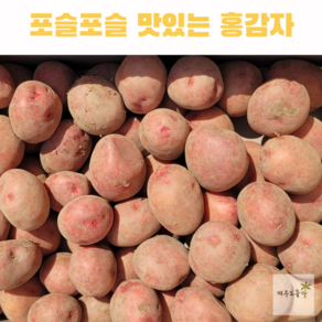 국산 포슬포슬 카스테라 감자 햇 홍감자, 5kg(증), 1개