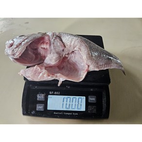 당일작업 급속냉동 국산 자연산 대우럭 손질후 1kg, 대형(손질후 500g), 1개