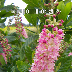 중품 매화오리나무 루비스파이스 [1포트 복남이네야생화 모종 클레트라 cletha], 1개