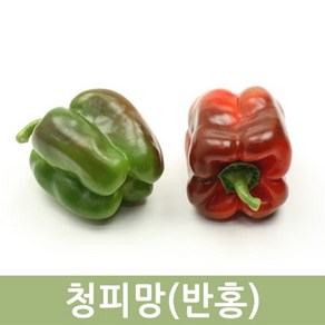 국산 청피망(반홍) 10kg 5kg 피망혼합 두리반농산