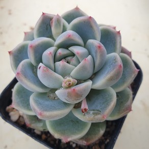 [수암다육] 알바뷰티 랜덤발송 Echeveria 'Alba Beauty' 랜덤발송 다육 다육이 다육식물 270