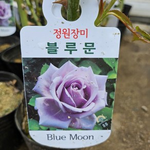 [무 배]정원장미(대) 라벤더 블루문 2025 새 상품, 1개