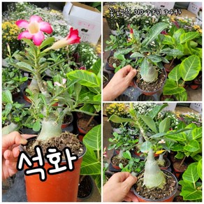 석화 003 신상품 특 랜덤 공기정화식물/미세먼지/공기정화효과 공기정화식물, 1개