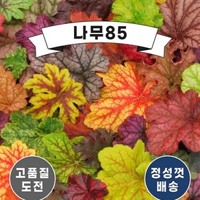 (나무85) 휴케라 10cm포트, 7.블랙뷰티, 1개