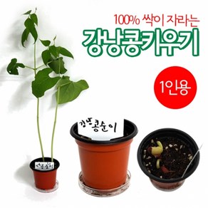 강낭콩기르기(1인용)