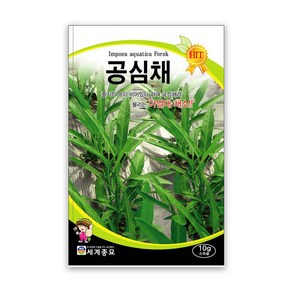 공심채씨앗 10g 공심채 모닝글로리 아열대 쌈 채소