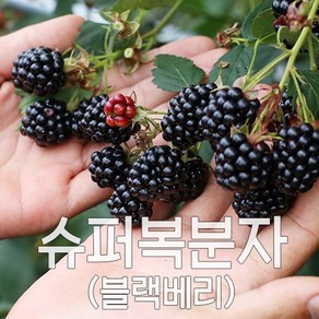 슈퍼 복분자 블랙베리 햇 수확 냉동발송, 1박스, [특품]2.5kg 트레이포장