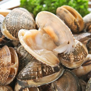 통수산 남해안 해감 활 바지락 깐바지락 500g 300g, 1개, 깐 바지락살 300g