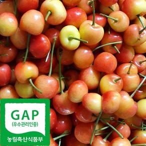 산지직송 국산 제철 생 체리 과일 GAP인증, 1개, 800g
