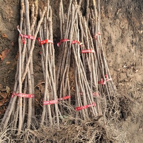 세종원예농원 두릅나무 2년 두릅 묘목, 두릅 2년 50~70cm, 개, 1개