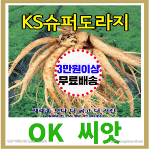 [OK씨앗] [KS슈퍼도라지] 도라지씨앗 종자(오케이씨앗), 1개