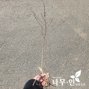 [나무인] 수양겹벚나무 묘목, 1개