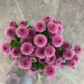 [사직생화] 러브 핑크 소국 생화 한단, 1개