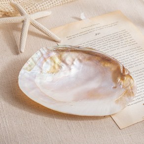 [엠디자인] 비단 조개껍질 1P