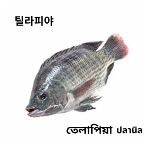 S.N. FOOD FROZEN BLACK TILAPIA(냉동 틸라피아)방글라데시 미얀마 생선 800G UP/2마리, 2개