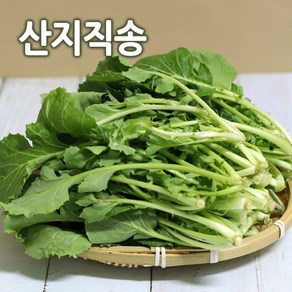 유채나물 국내산 1kg 봄나물 하루나 동초 나물 시나나빠 겨울초 삼동초, 1개