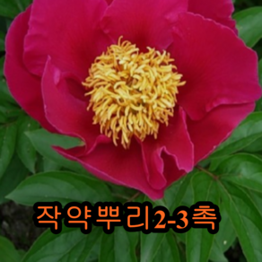 작약 2-3촉 알뿌리 2개 나무 묘목 작약나무