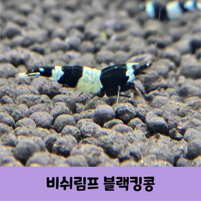 블랙킹콩 새우 비쉬림프 5마리, 1개, 10g