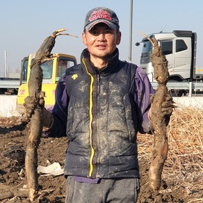 2025년 햇연근 대구 신평동에서 재배된 흙연근 당일수확 당일발송, 1개, 파지연근 3kg