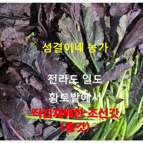 전라도 일도 황토밭. 직접 재배한 농사꾼. 조선갓 (홍갓) 자신있게 보내드려요.1kg 2kg 3kg 4kg 5kg 10kg