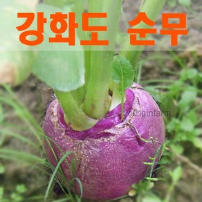 강화도 생산 가을 생 순무 5kg 무청 없습니다 [영인팜], 1박스