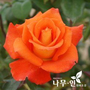 [나무인] 고급사계정원장미 프로이트(주황색)