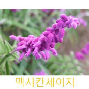 허브(Heb)/채소식물 멕시칸세이지 모종 3개 (L0253)