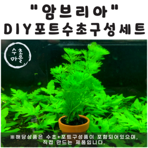 <수초마을> 직접만들어보는 암브리아 DIY 포트수초 구성세트, 1개