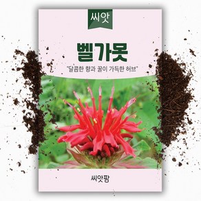 씨앗팜 벨가못 씨앗 (1000립) 허브씨앗, 1개